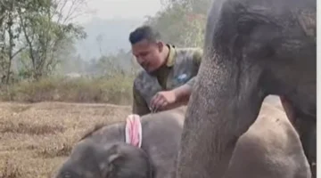 عيد ميلاد بريانشي.. لفتة إنسانية من هندي لفيلته تشعل منصات التواصل الاجتماعي